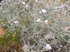 Convolvulus acanthocladus