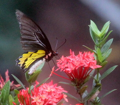 Troides minos
