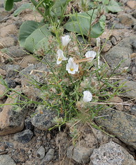 Convolvulus virgatus