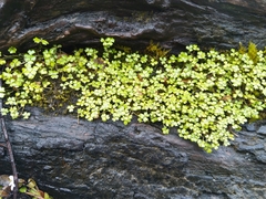 Hydrocotyle sulcata