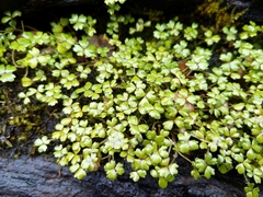 Hydrocotyle sulcata
