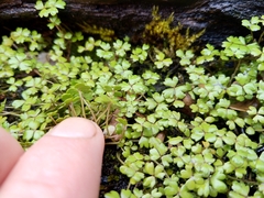 Hydrocotyle sulcata