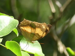 Yoma sabina