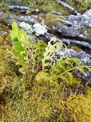 Asplenium flaccidum flaccidum