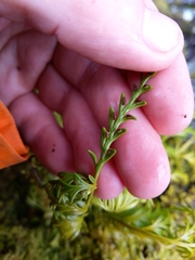 Asplenium flaccidum flaccidum