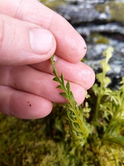 Asplenium flaccidum flaccidum