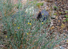 Crotalaria aegyptiaca