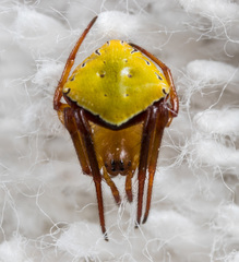 Araneus viridiventris