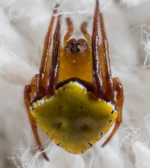 Araneus viridiventris