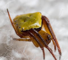 Araneus viridiventris