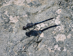 Orthetrum ransonnetii