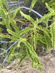 Southern Mountain Misery (Chamaebatia australis)