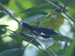 Papilio ambrax