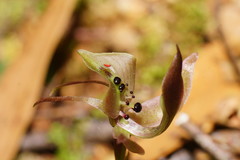 Chiloglottis gunnii