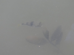 Marilyna pleurosticta