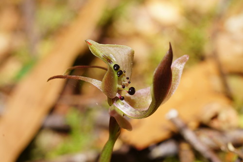 Chiloglottis gunnii Lindl.