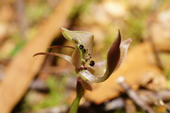 Chiloglottis gunnii