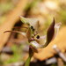Tall Bird Orchid - Photo (c) Reiner Richter, some rights reserved (CC BY-NC-SA), uploaded by Reiner Richter