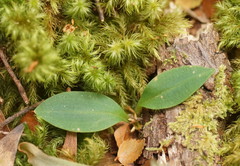 Chiloglottis gunnii