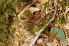 Chiloglottis gunnii