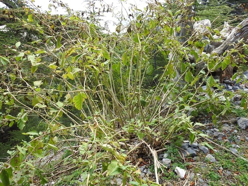 Atropa belladonna image