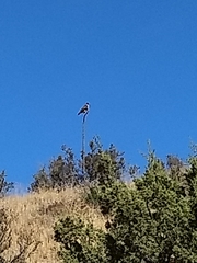 Falco sparverius