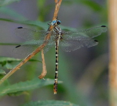 Erpetogomphus lampropeltis