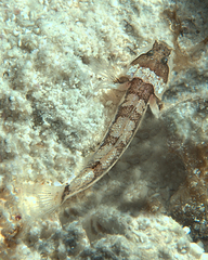 Patchwork Barbelgoby photo 2