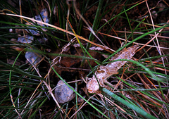 Anax imperator