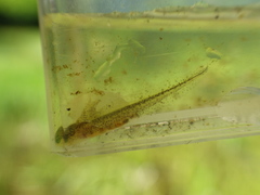 Pleurodelinae