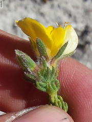 Aspalathus linguiloba