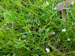 Schoenus maschalinus