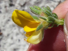 Aspalathus linguiloba