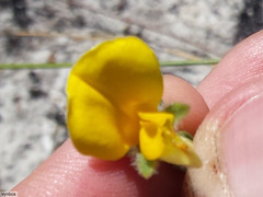 Aspalathus linguiloba