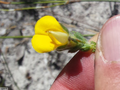 Aspalathus linguiloba