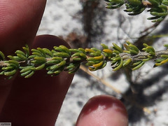 Aspalathus linguiloba