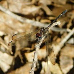 Dythemis velox