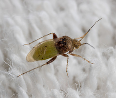 Moissonia