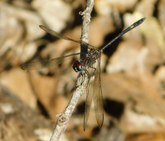 Dythemis velox
