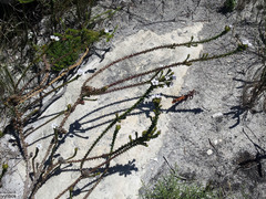 Roella amplexicaulis