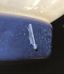 Hypatima spathota