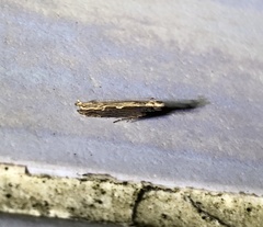 Hypatima spathota