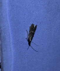 Mesciniadia infractalis