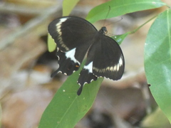 Papilio fuscus