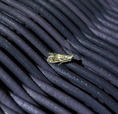 Mesciniadia infractalis