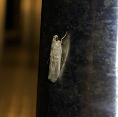 Hypargyria metalliferella