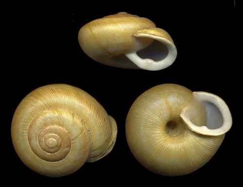 Broad-banded Forestsnail