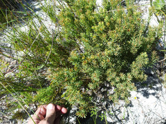 Grubbia tomentosa