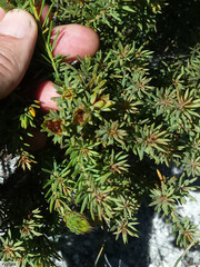 Grubbia tomentosa