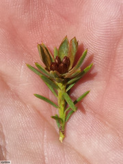 Grubbia tomentosa